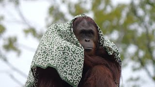 唐草アピちゃんに忍び寄るピの手（Ora hands sneaking up on Api-chan wearing an arabesque scarf）　多摩動物公園　オランウータン　202308