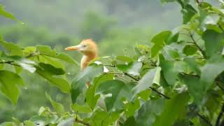 黃頭鷺(牛背鷺)