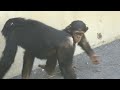 uncle decky is our hero by fubuki and ibuki 　デッキーおじちゃんは僕らのヒーローだよ！フブキとイブキ　chimpanzee 多摩動物公園