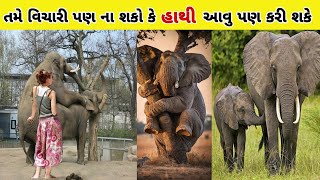 વિશાળકાય હાથી આવું કેવિ રીતે કરી લે છે || fact about elephant in Gujarati