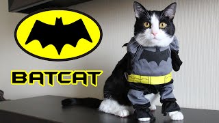 BATCAT - a new mission CAT PUSIC