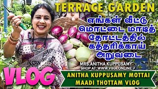 எங்கள் வீட்டு மொட்டை மாடித் தோட்டத்தில் harvest |Anitha pushpavanam Kuppusamy Maadi Thottam Vlog