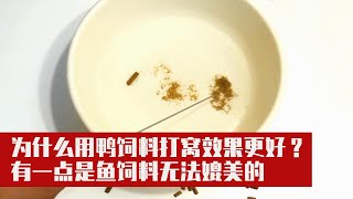 黑坑钓鱼为什么用鸭饲料打窝效果更好？有一点是鱼饲料无法媲美的