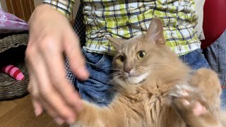 【ソマリ猫】膝の上で甘えモートの愛猫が可愛い！【Somali cat】