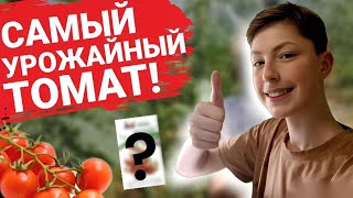 🍅САМЫЙ ВКУСНЫЙ И УРОЖАЙНЫЙ ТОМАТ! (Точно стоить посадить!)