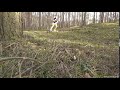 extreme olii on a mountainboard in the forest