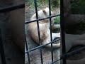 晩秋✋㉝ホワイトライオン・白獅子・リズムちゃん・沖縄こどもの国・・・white_lion・okinawa zoo u0026 museum 20221022