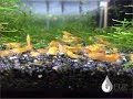 How to Breed Shrimp: Three Things Every Tank Needs