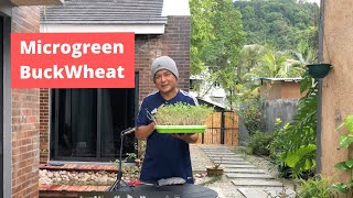 Microgreen BuckWheat Panen dalam 7 hari.