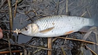 Domolykó Parthy! Januári Csellengők! 2025 .01. 18. River Fishing Amazing FHD Videó Herman Ottó Cover