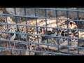 夏蝉😓㊿ジャガー・ルナちゃん・ニライちゃん・カナイちゃん・沖縄こどもの国・・・jaguar ・okinawa zoo u0026 museum 20240621