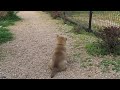 子犬のかわいい遠吠え