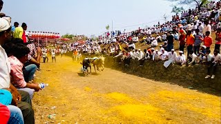 भागा धोंडू भैय्ये बैलगाड़ा १२.०४सेकंद बैलगाड़ाशर्यत #किवळे स्वयंभू मोरया बैलगाड़ा संघटना #बैलगाडा