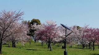 【もうじき桜満開】足立区の舎人公園のソメイヨシノを見てきた(20190402)