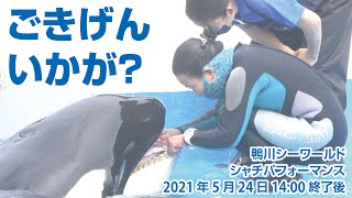 ごきげんいかが？【2021年5月24日14:00ショー終了後】Orca performance, Kamogawa Sea World, Japan