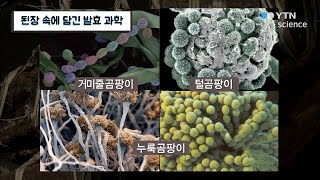 된장 속에 담긴 발효 과학 / YTN 사이언스