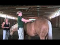 Denise Bean -Raymond Demonstrates Equine Massage June 23, 2013- Part 3