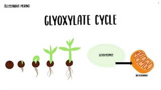 Glyoxylate cycle