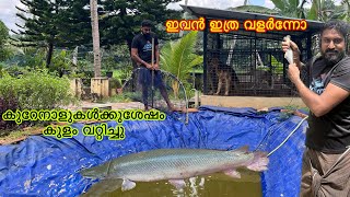 മീനുകൾ എല്ലാം കുറഞ്ഞു. Alligator gar വളർന്നു. ￼ #kerala #alligator #fish #paduthakulam