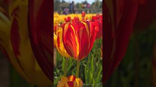 Festivals - 2024 Tesselaar's Tulip Festival - Silvan, Victoria Australia