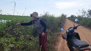 ទិដ្ឋភាពធ្វើដំណើរទៅព្រោះស្រូវប្រាំងនៅតំបន់ទំនប់ដើមពោធិ