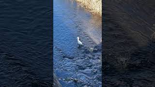 シラサギ　White egret standing still