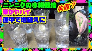 【ニンニクの水耕栽培】ヤバい崩壊寸前！大失敗からの救出方法