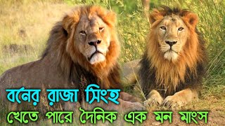 সিংহের গর্জন ৫ মাইল দূরে থেকেও শোনা যায় | সিংহের কিছু অজানা তথ্য | Lion Documents |voice of palash|