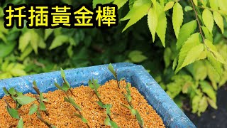 【盆栽日記】阡插黃金櫸 Japanese Zelkova by cuttings | 初心者的簡單盆栽