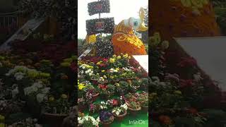 Annual flower show ##Ekamra## Bhubaneswar 💐🌹🌺🌷🪷🌸🏵️🌼🌻🪻🌵🪴 #beautifulflowersintheworld