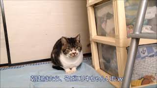 リキちゃんもあくびする。猫のあくび　【リキちゃんねる】