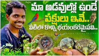 Wild Birds : మా అడవుల్లో కనిపించే కొన్నిరకాల పక్షులు || వీటిలో కొన్ని క్రూరమైనవి 🦅