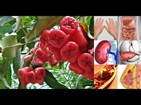 Health Benefits of Rose Apple ( Makopa ) | All About your Health Health Benefits of Rose Apple ( Makopa ) | All About your Health