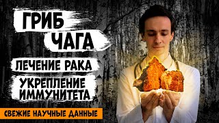 Гриб ЧАГА 🍄 против рака - официальные исследования и полезные свойства.