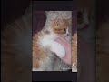 舌ぺろする仔猫　 猫のいる暮らし かわいい子猫 cat ねこ 猫好きさんと繋がりたい 猫のいる生活 ねこ動画 癒し