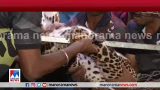 കൂട്ടിൽക്കുടുങ്ങിയ പുലി ചത്തു| Palakkad Leopard death