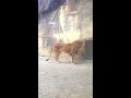 ウロウロしてる😊 at a loss🦁 2021.3.14 八木山動物園 ライオン yakiyama zoo lion