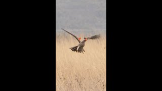 Rare wing-tagged raptor (Montagu's harrier) / Erete sur cu marcaj pe aripi (observație rară)