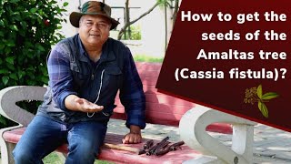 How to get seeds of the Amaltas tree (Cassia fistula)?