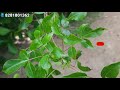 കുട്ടികളുടെ ബുദ്ധിമാന്ദ്യത്തിന് to cure mental retardation child commiphora caudata കിളിമരം