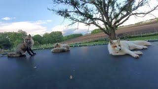 Hanging out on the trampoline with Luka, Jagger, Sophie, and Pan