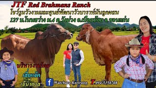 #ขายวัวยกคอก วัวบราห์มันแดงๆจนแสบตา กว่า30ตัว มีให้เลือกแบบจุใจ  JTF Red Brahmans Rancn อ.เปลือยน้อย