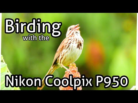 Birding With A Nikon Coolpix P950 - YouTube