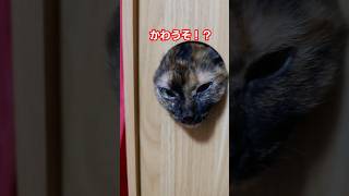 かわうそが家におった🦦#かわいい猫 #猫のいる暮らし #cat #ねこ動画 #カワウソかと思った