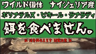 餌を食べないポリプテルス・ビキール・ラプラディはナイジェリア出身のワイルド個体