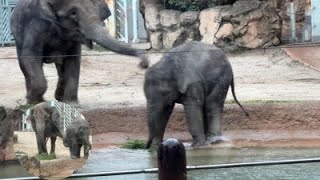 わーい😃ママと一緒に食べようかと思ったらゴツンされそうになったゾウ🐘2022年9月19日 上野動物園アジアゾウ