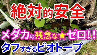 【絶対安全メダカビオトープ】メダカを〇さない究極的に安全なビオトープの作り方！ メダカと睡蓮のオーガニック・ビオトープ 第12話