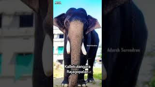 🤩നാടൻ ആനകൾ🥰🥰 Part 4|Kerala Elephants|RS Creations 💝