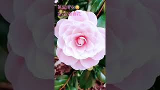 种花，茶花\u0026報春花的美2022年3月19日