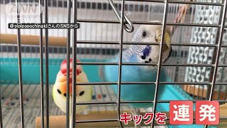 おもちゃを怒涛攻撃！　強烈キック連発で蹴落とすインコさん　怒っているの？【羽鳥慎一モーニングショー】(2024年12月28日)